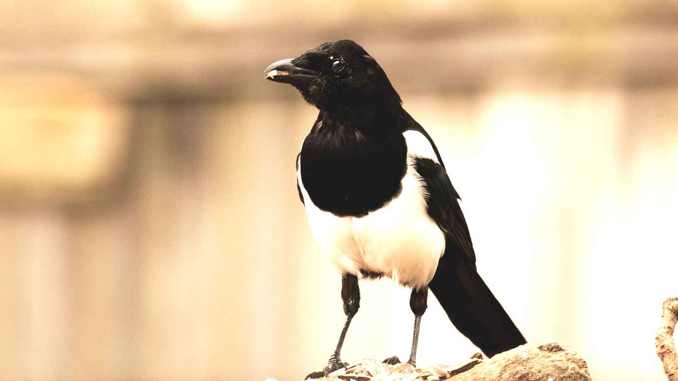 Eurasian Magpie